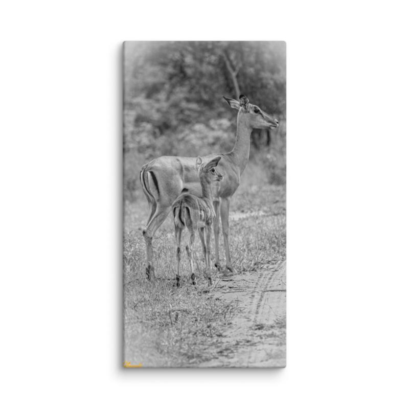 Baby Lookout Impala Print on Canvas