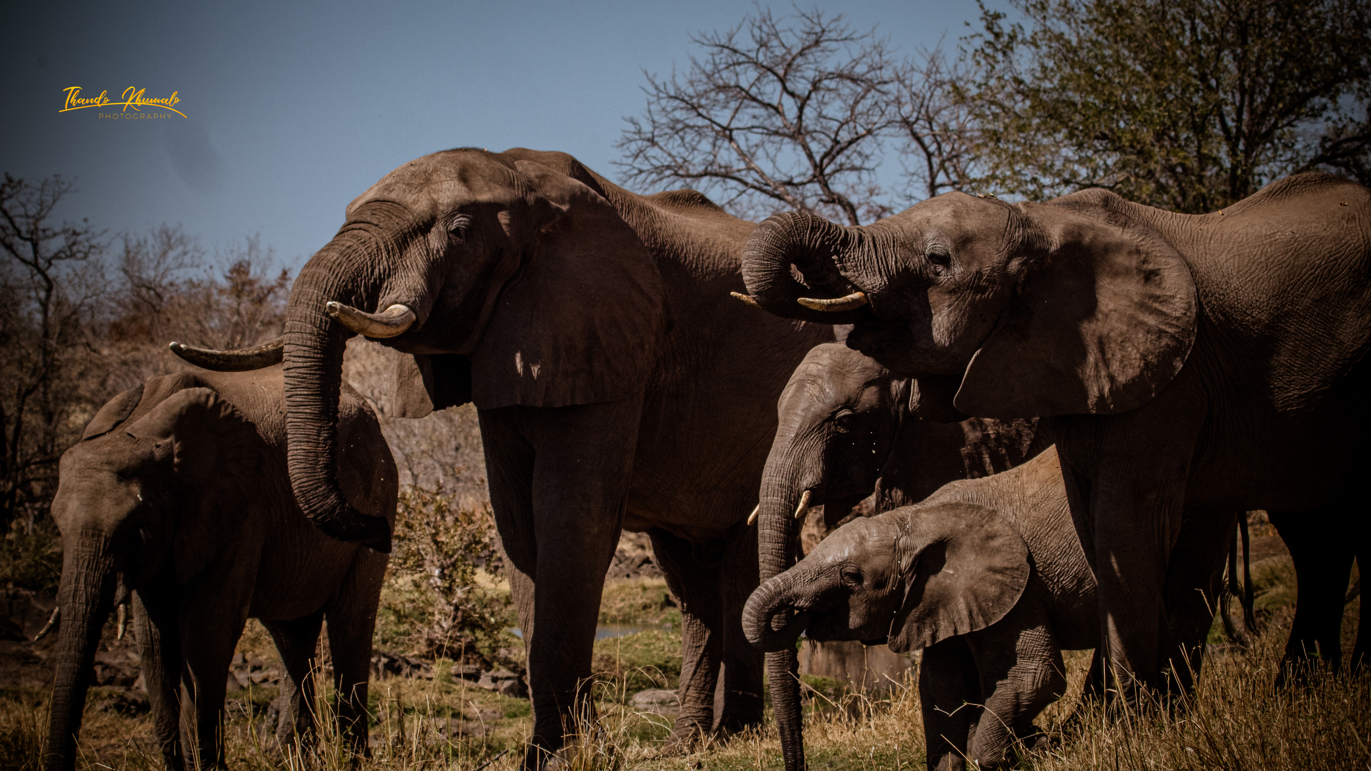African Elephant Family Colour Print