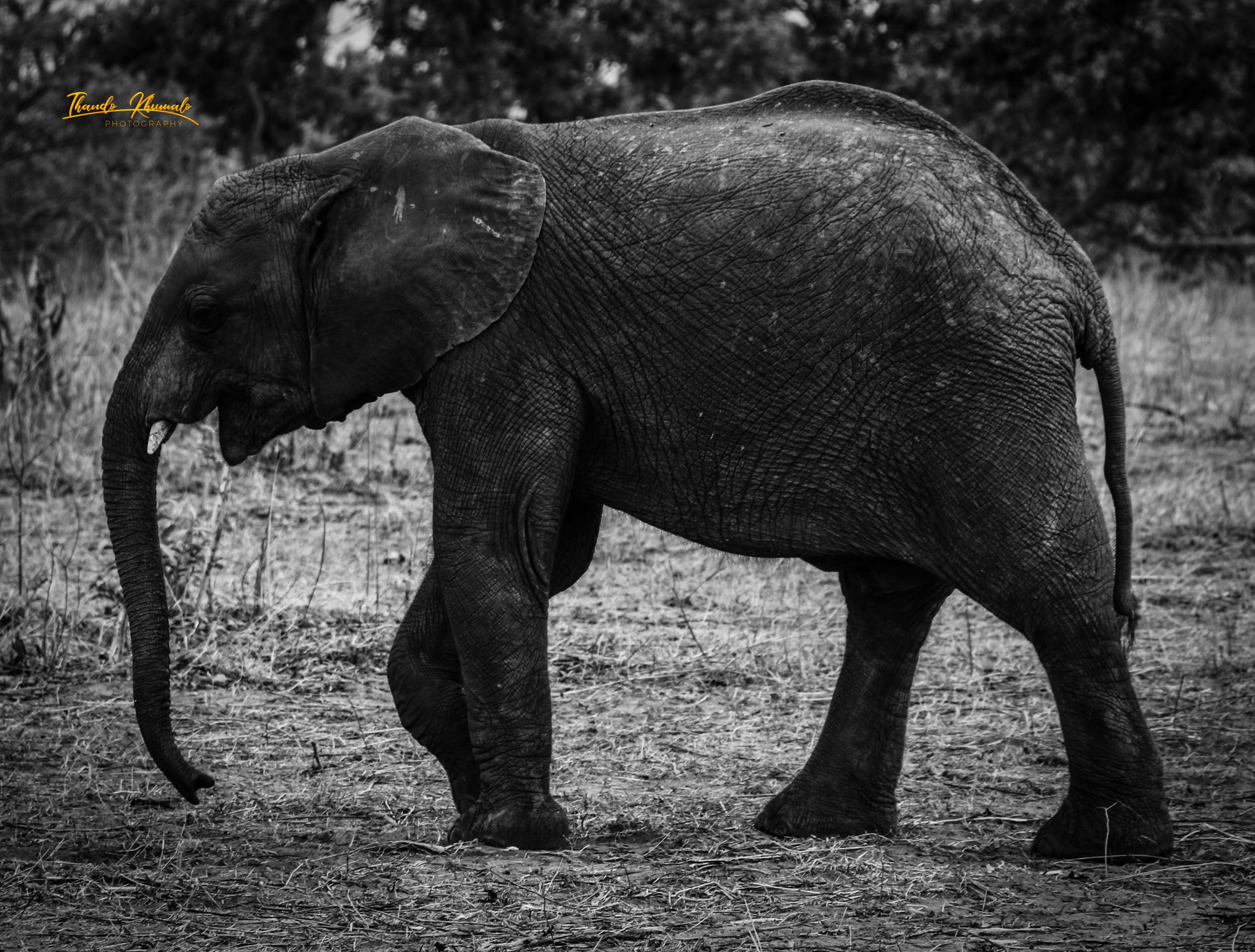 African Elephant Baby Print