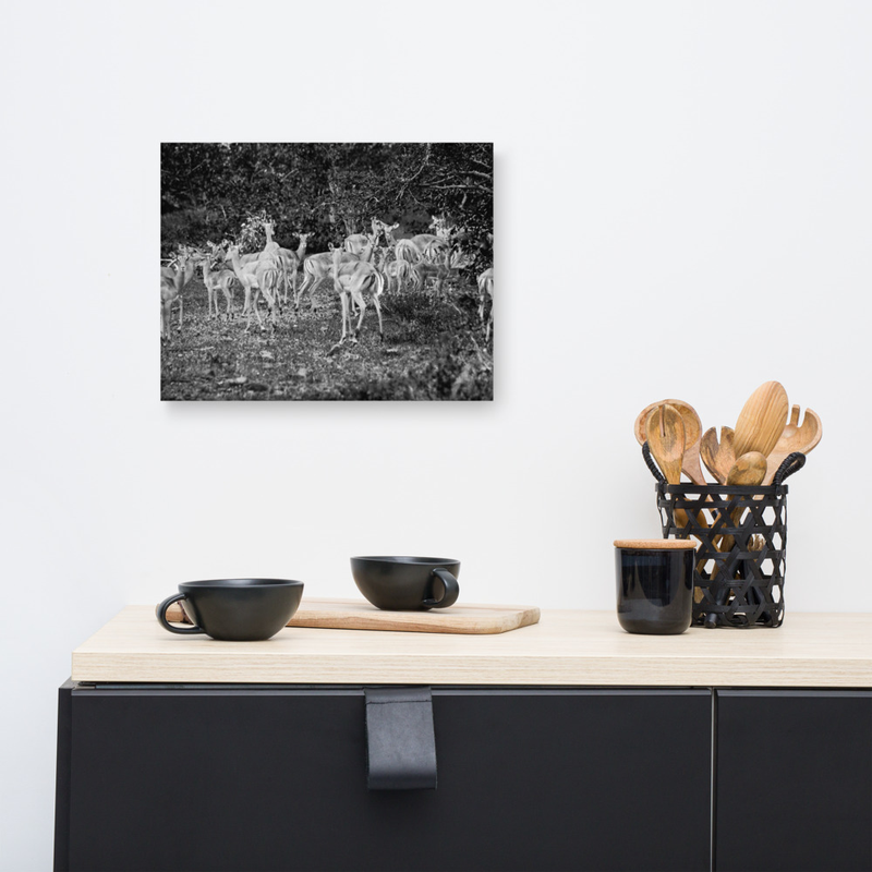 Before the Chaos Impala Canvas
