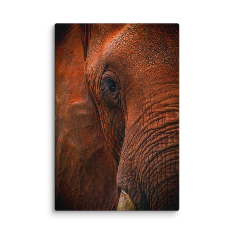 Matriachal Headshot Elephant Print on Canvas