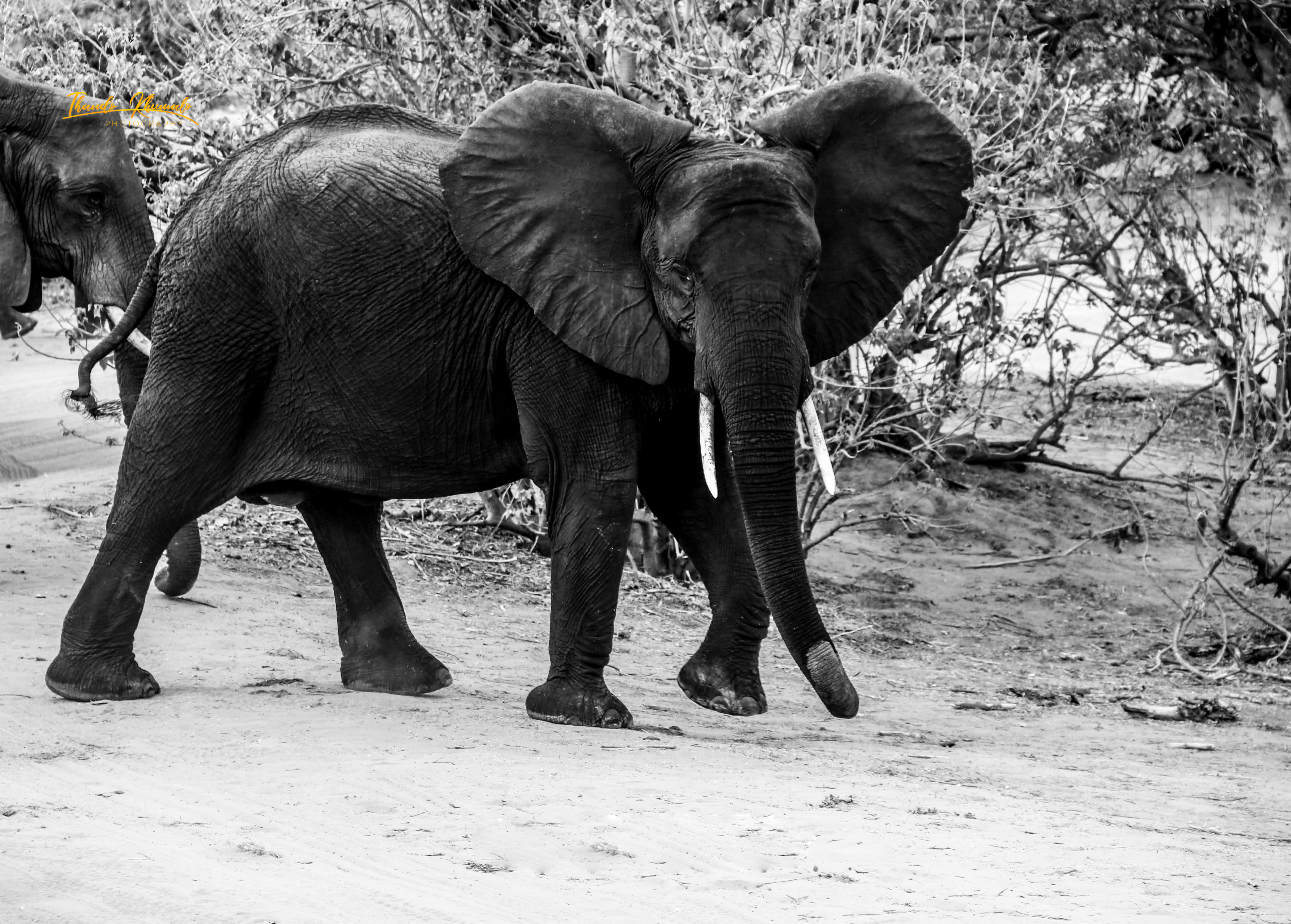 African Elephant Mama