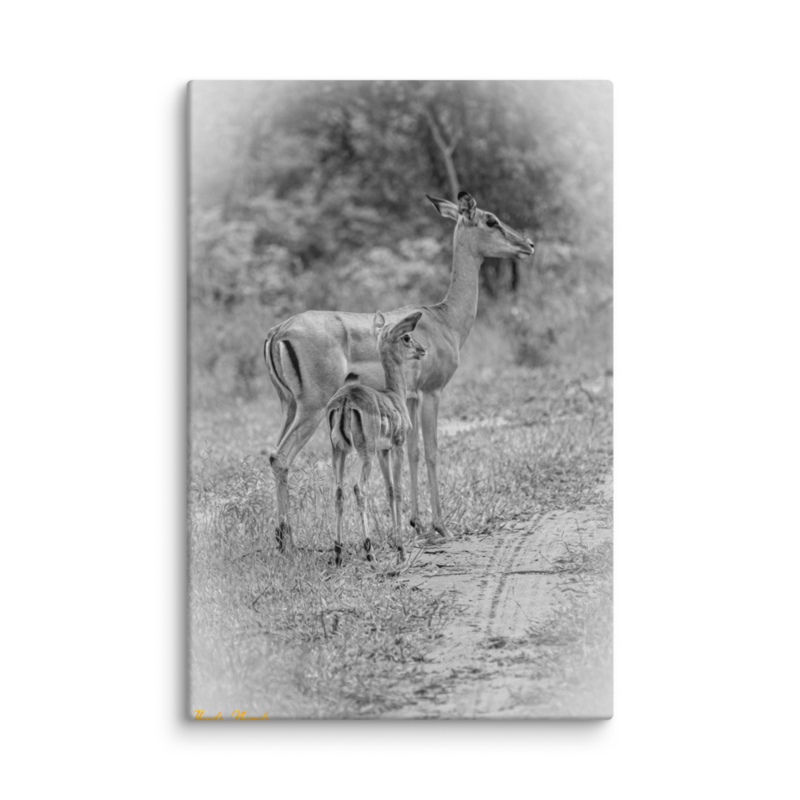 Baby Lookout Impala Print on Canvas