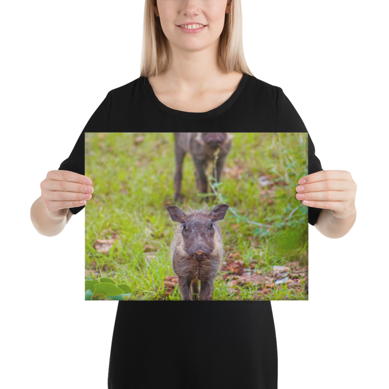 Baby Warthog Canvas Print