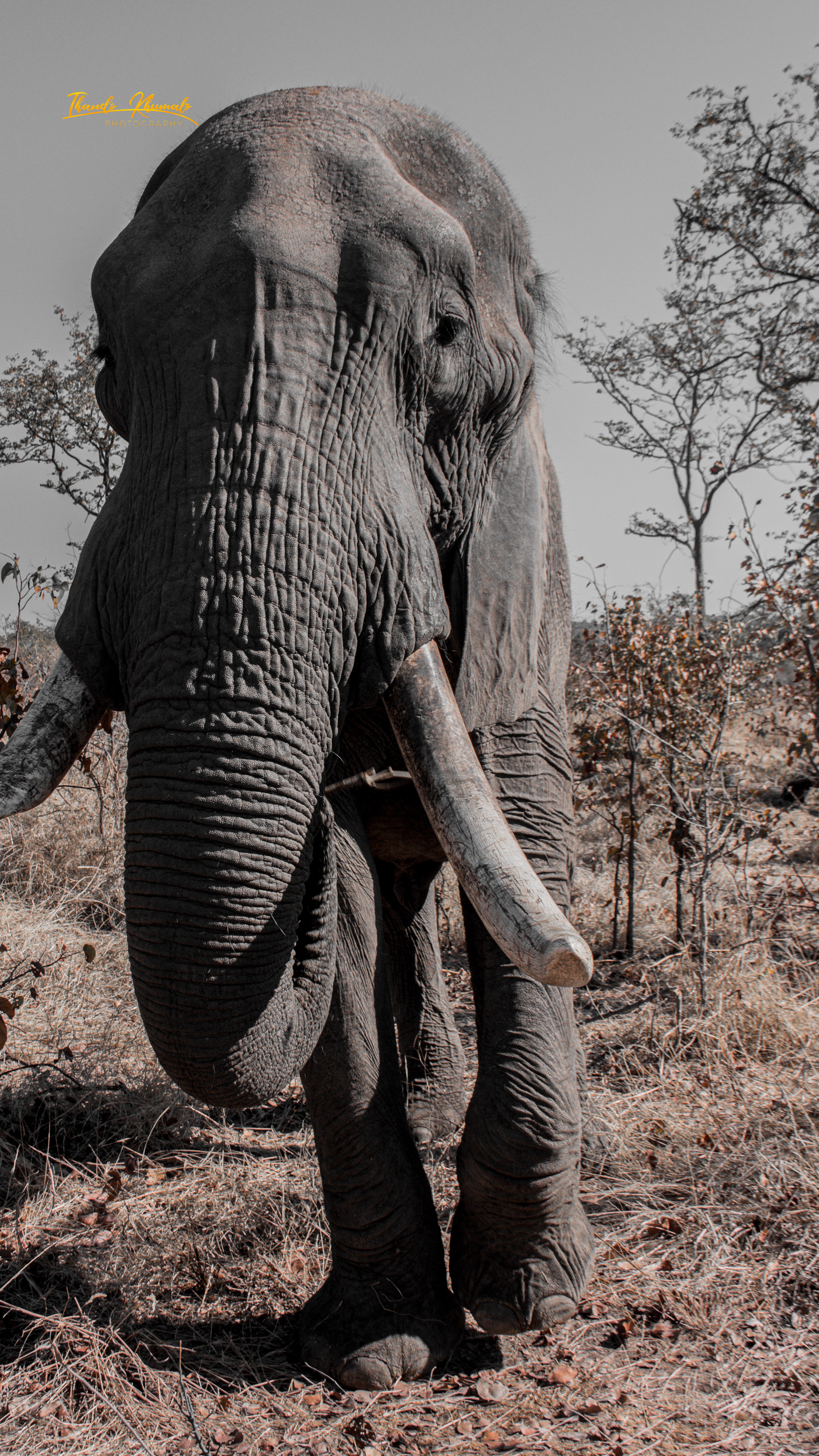 TheTusk Task