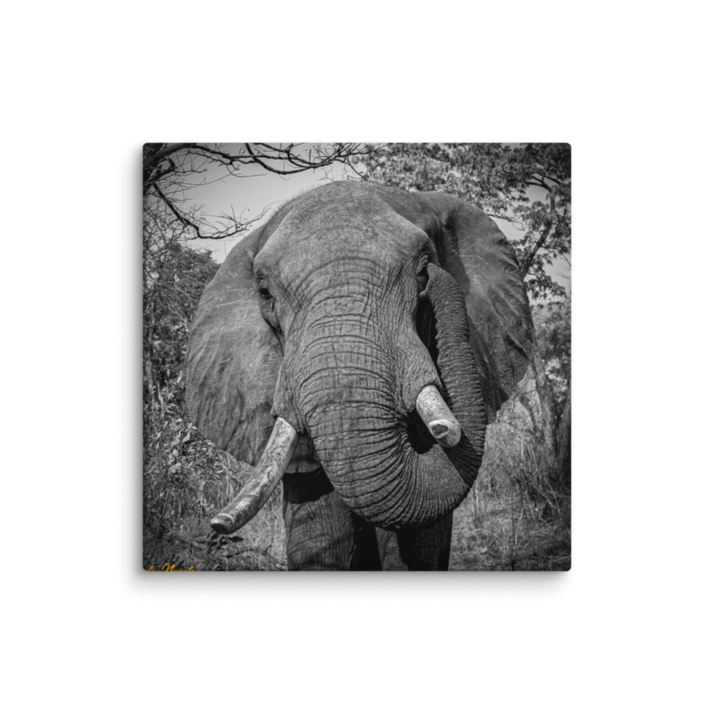 Itching Ear Elephant Print On Canvas