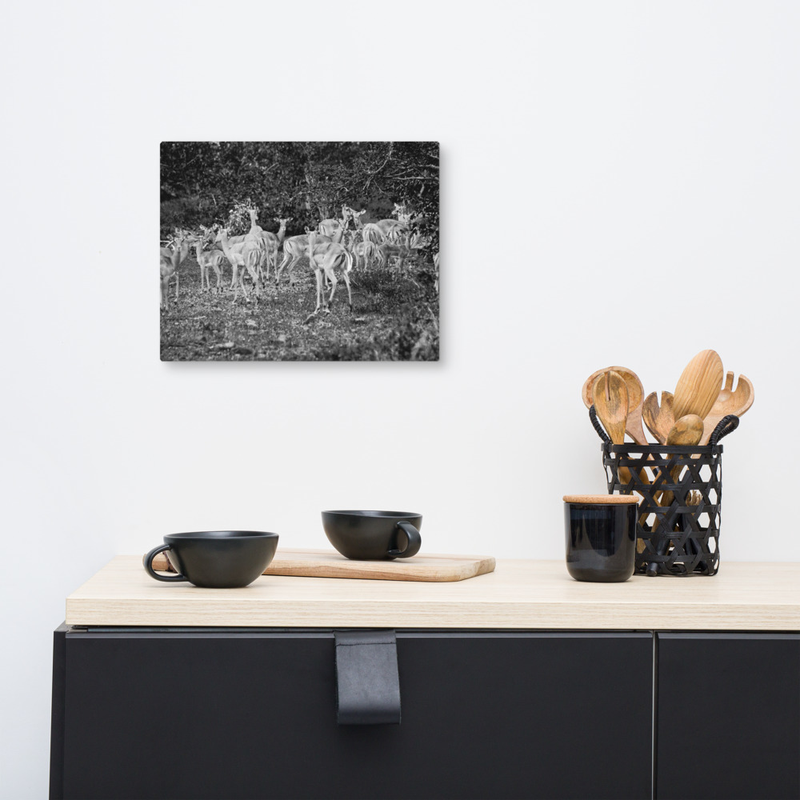 Before the Chaos Impala Canvas