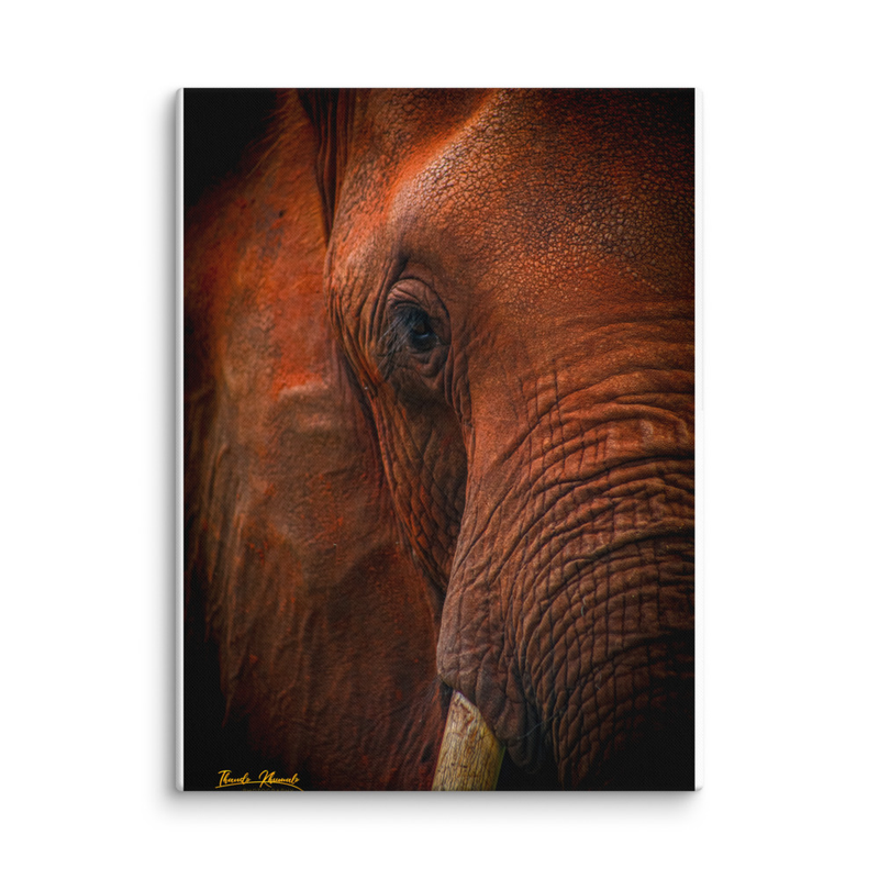 Matriachal Headshot Elephant Print on Canvas