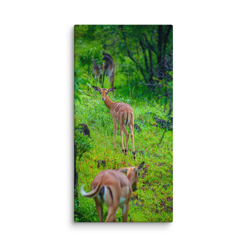 Perspective Impala Print on Canvas