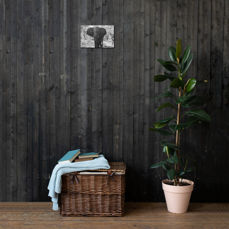 Casual Stance Elephant Print on Canvas