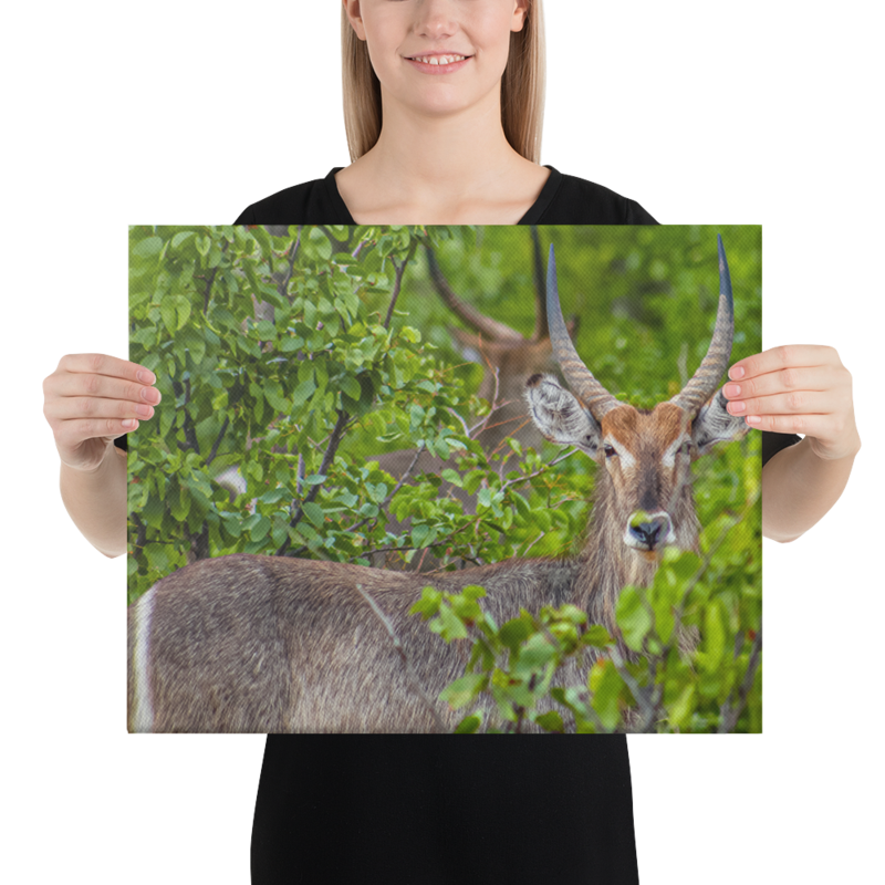 Focus Waterbuck Print on Canvas