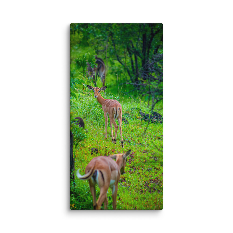 Perspective Impala Print on Canvas