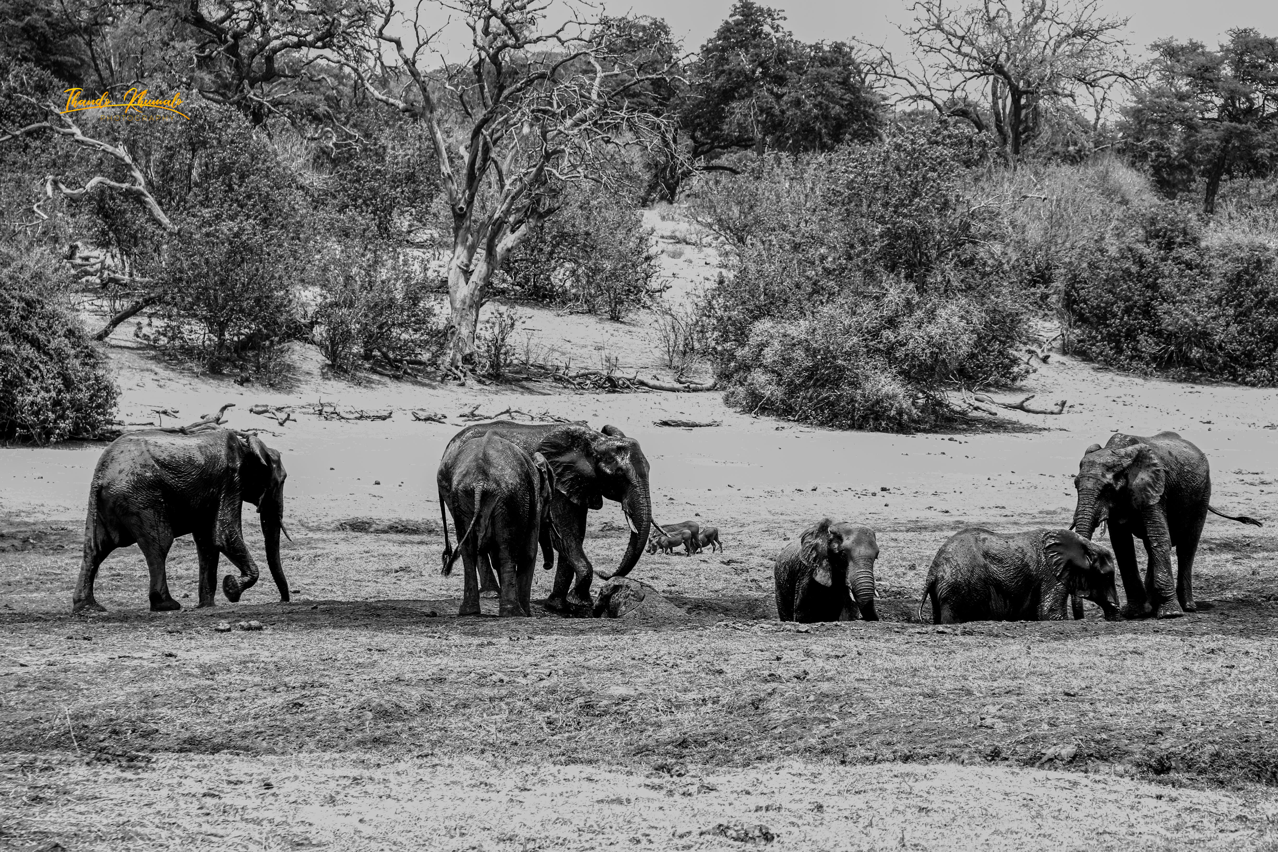 Elephant Family Wall Art
