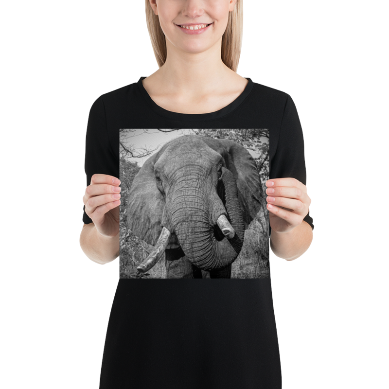 Itching Ear Elephant Print On Canvas