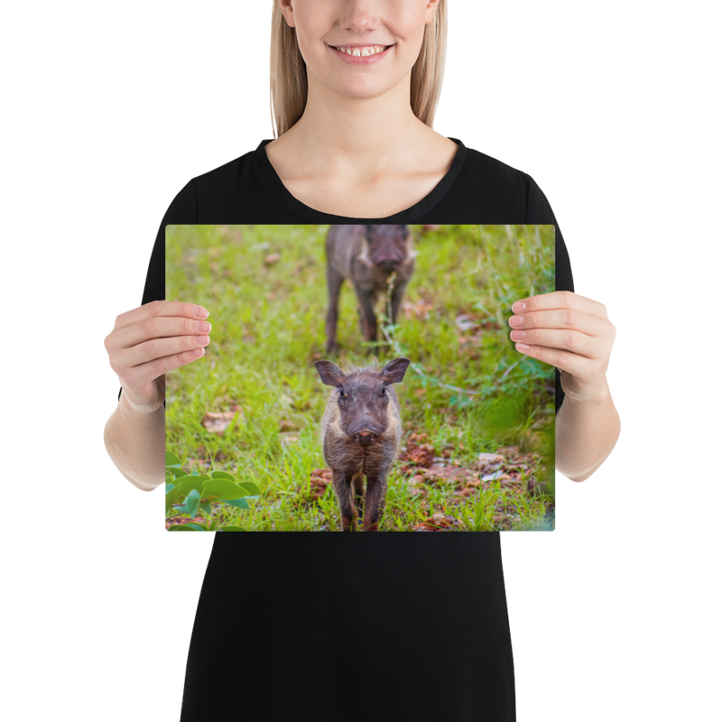 Baby Warthog Canvas Print