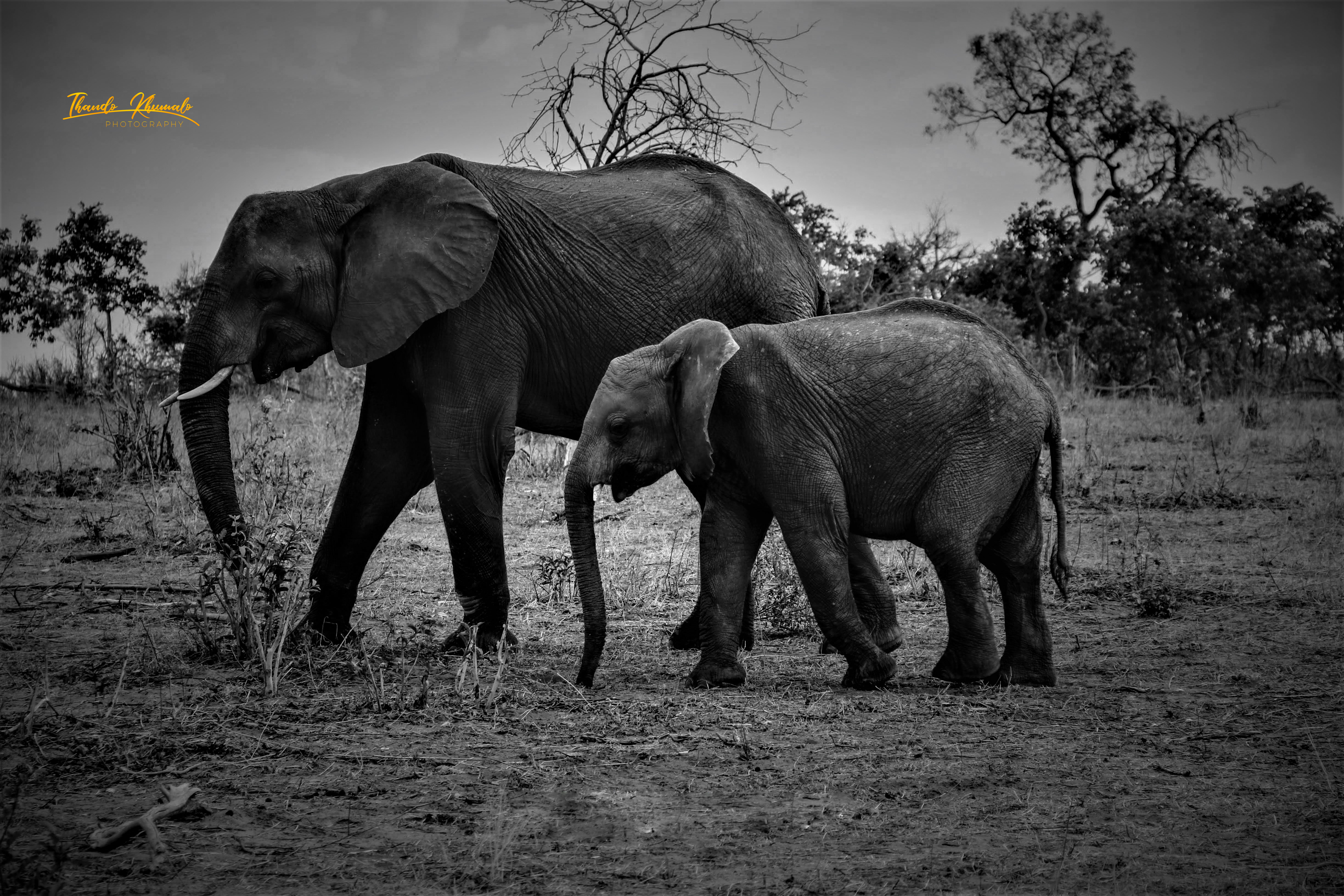 African Elephant Photography Print