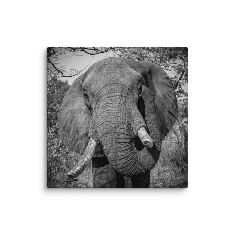 Itching Ear Elephant Print On Canvas