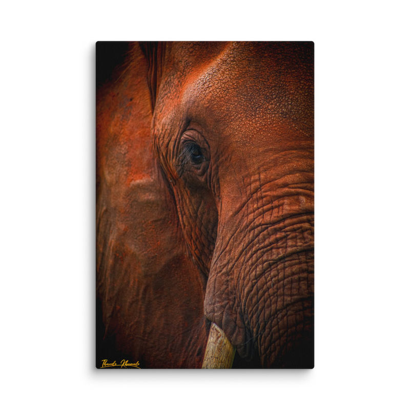 Matriachal Headshot Elephant Print on Canvas