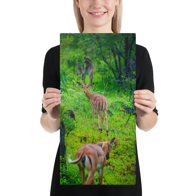 Perspective Impala Print on Canvas