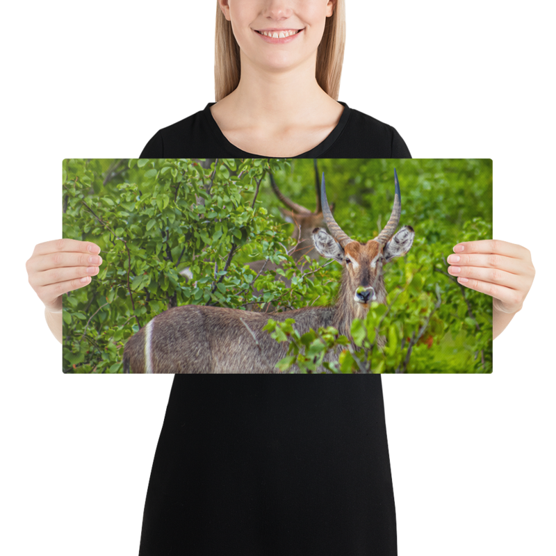 Focus Waterbuck Print on Canvas