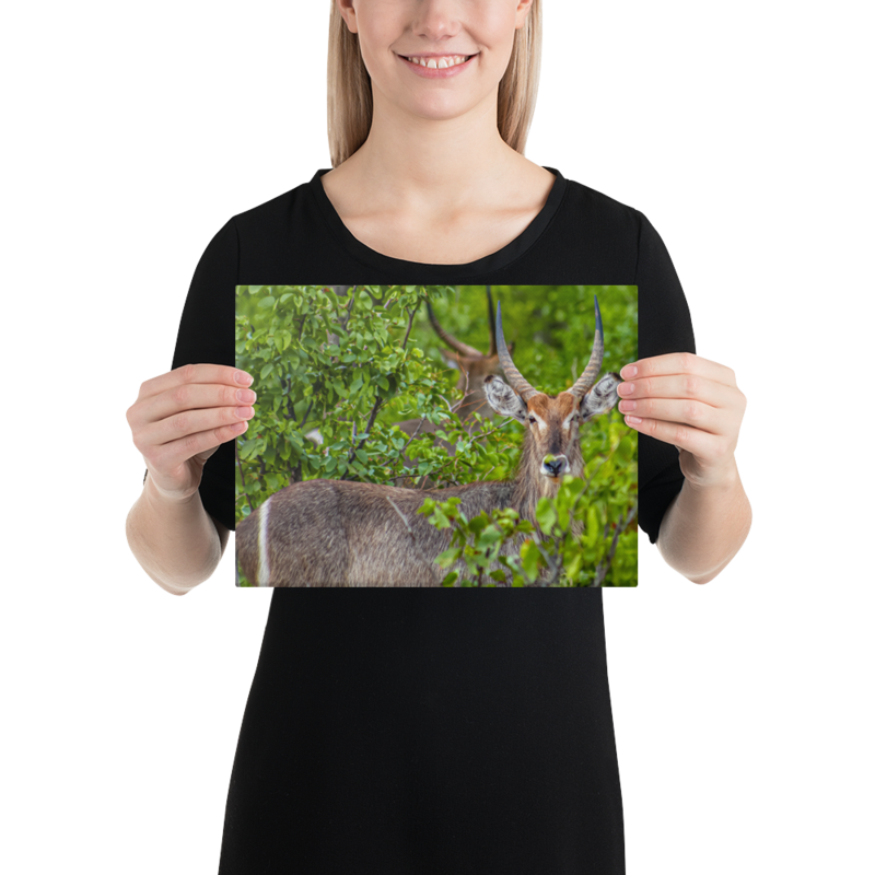 Focus Waterbuck Print on Canvas
