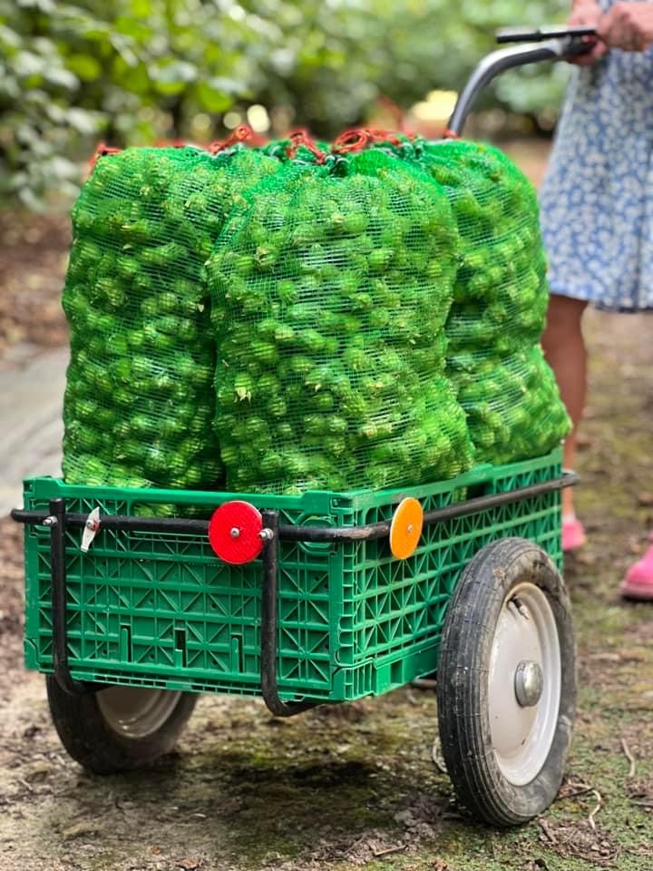Žali lazdyno riešutai 10kg.