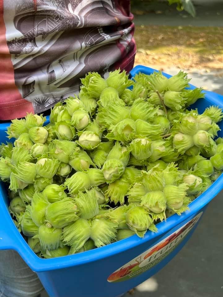 Žali lazdyno riešutai 3kg.