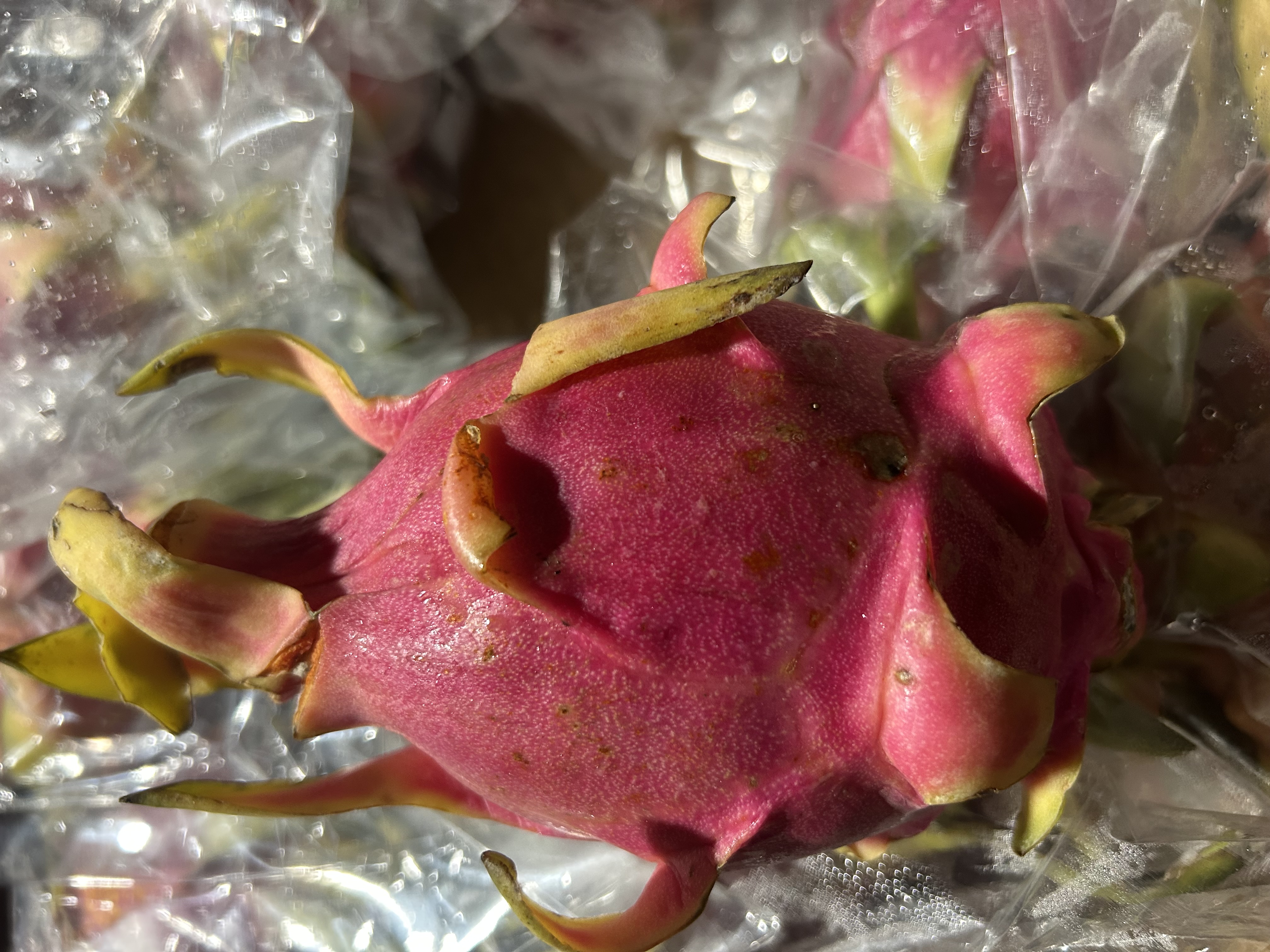Fresh Dragon Fruit