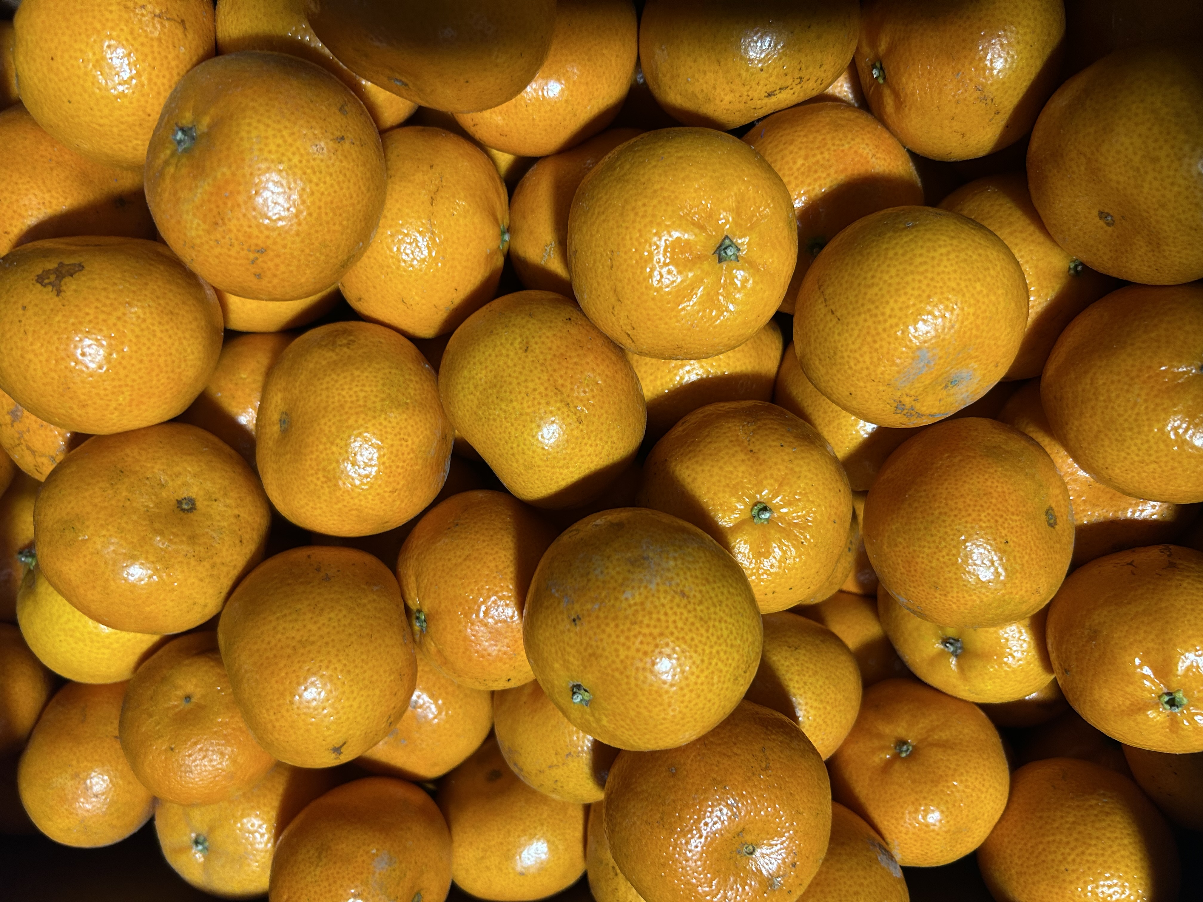 Fresh Mandarins