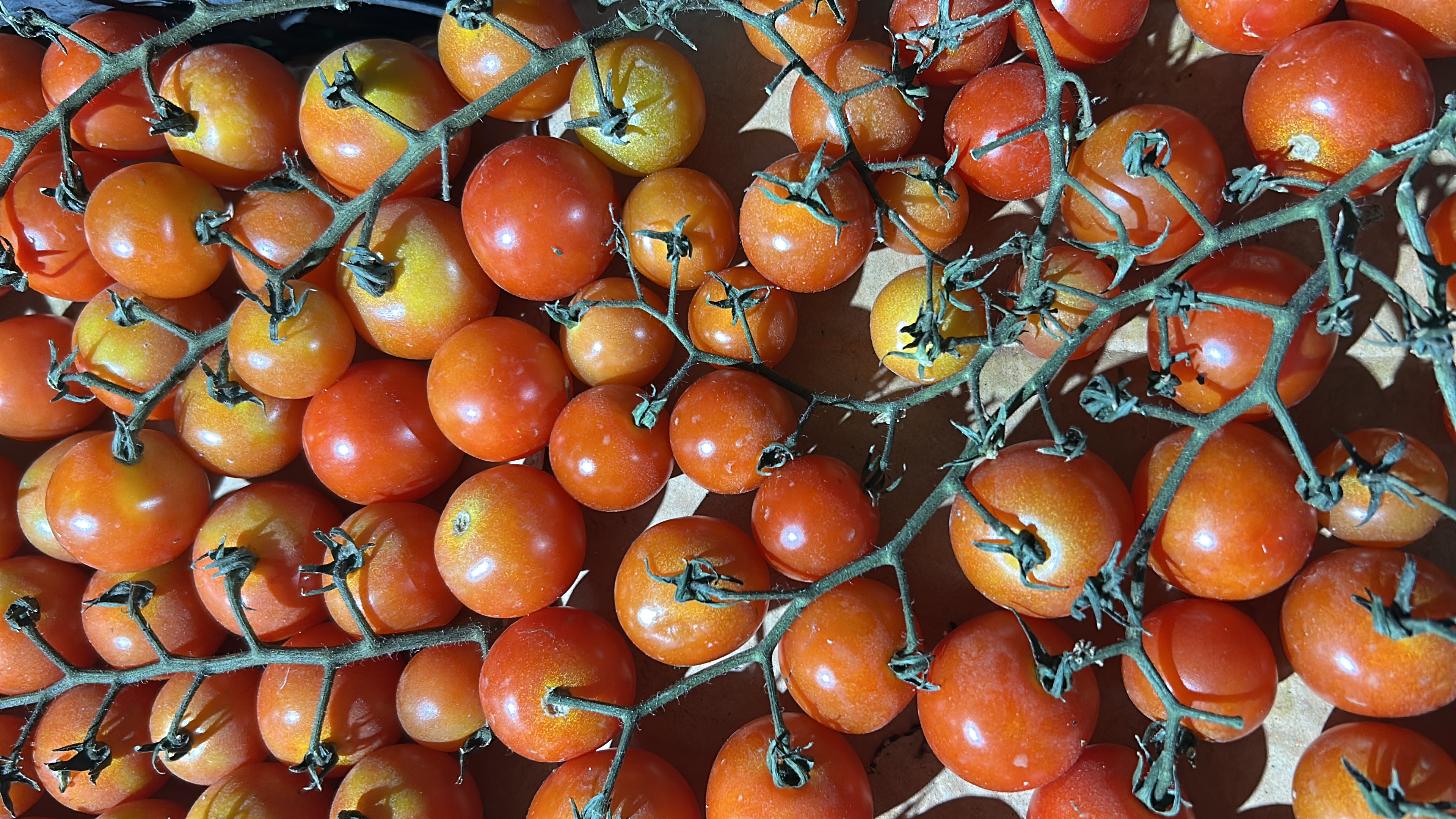 Fresh vine tomatoes