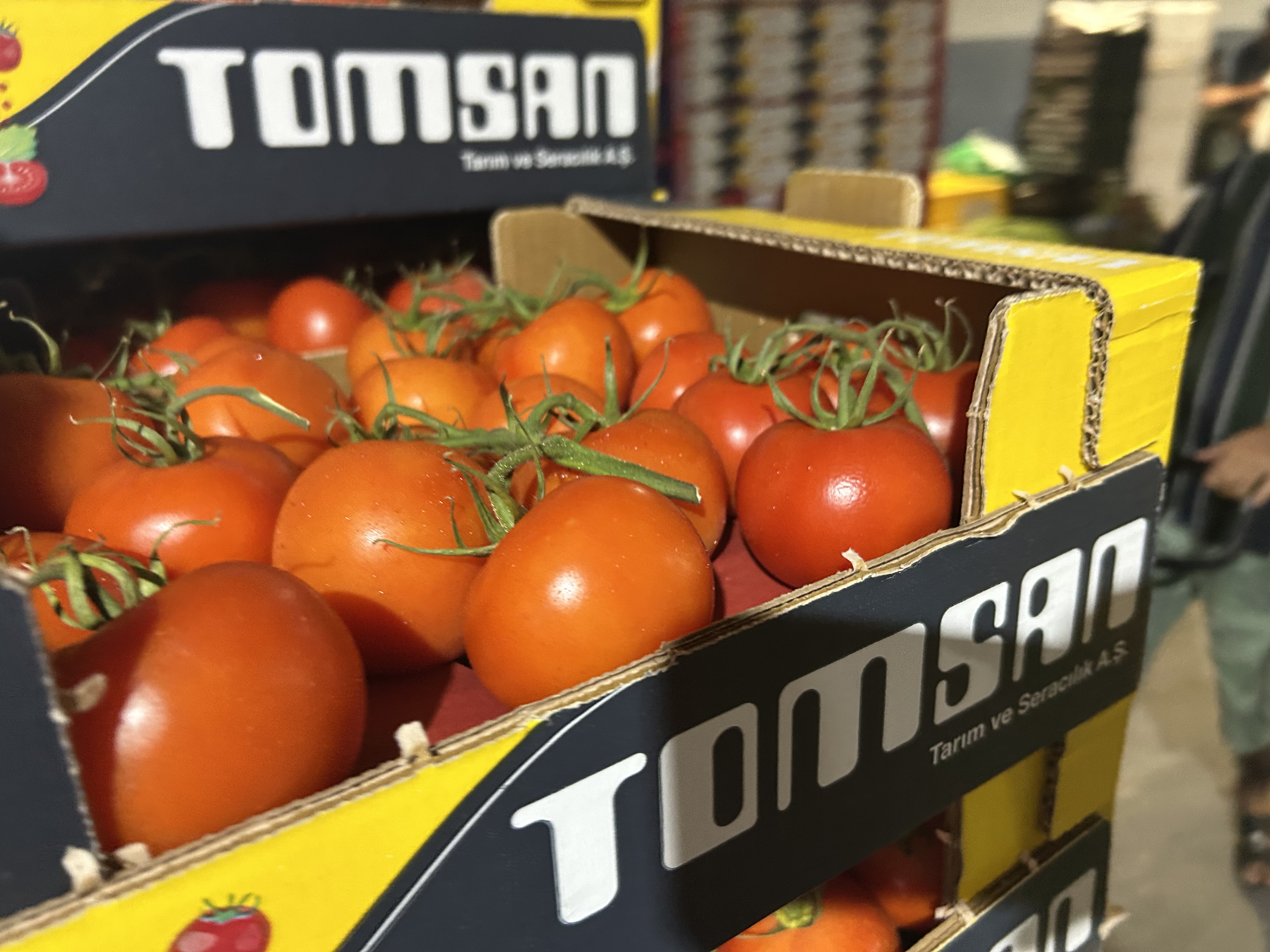 Fresh Tomatoes