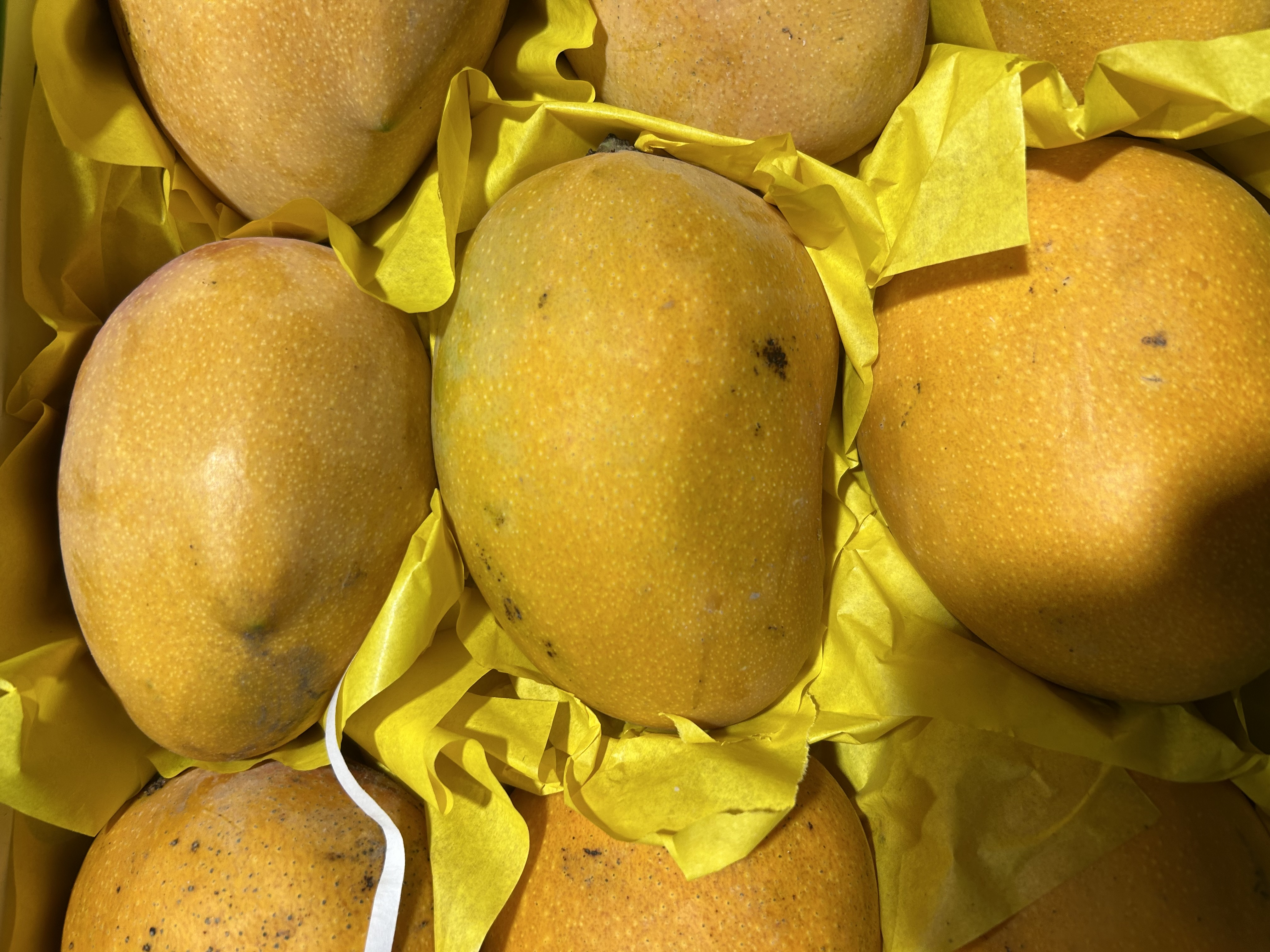 Fresh Mangoes