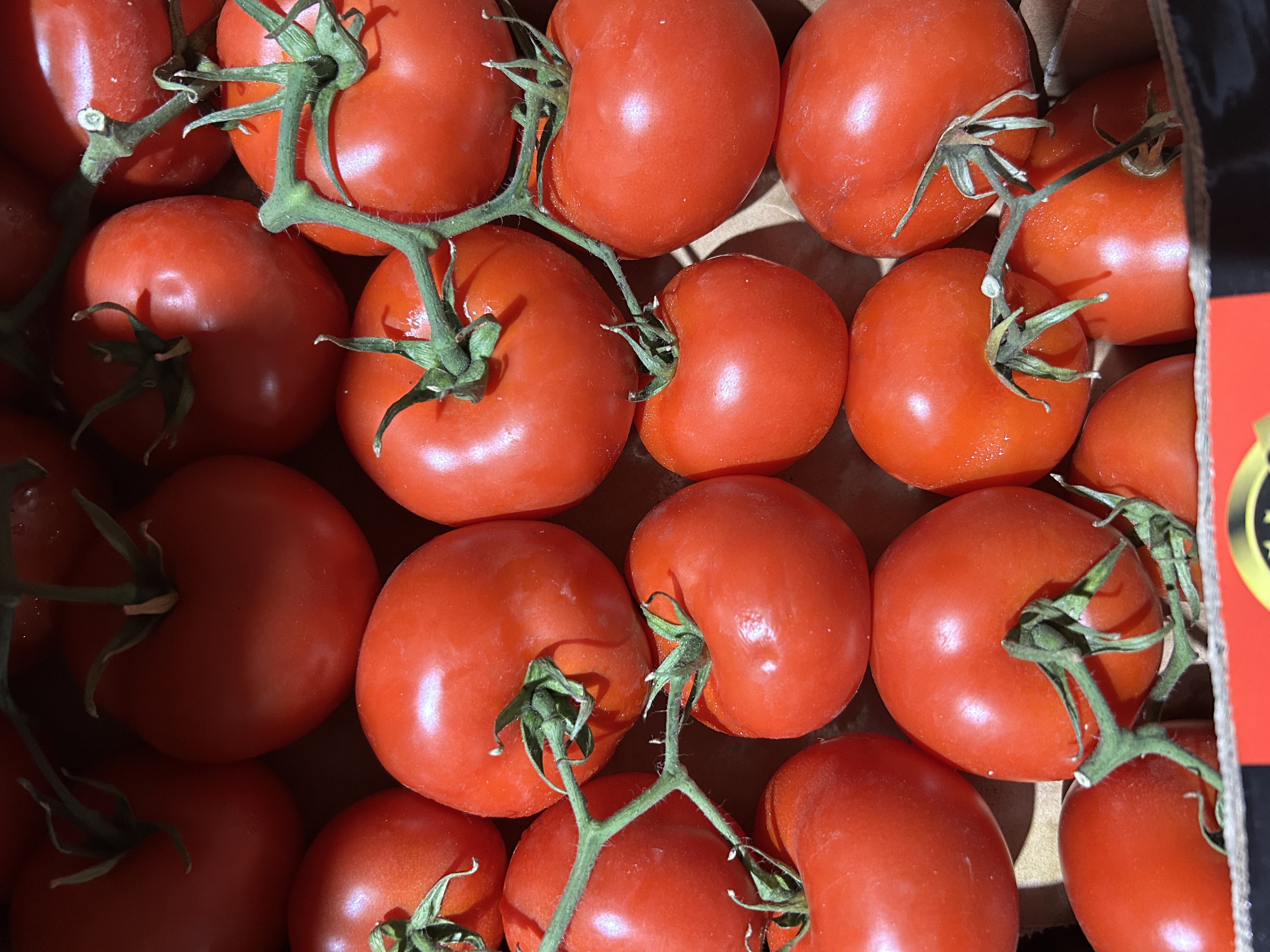 Fresh Vine Tomatoes