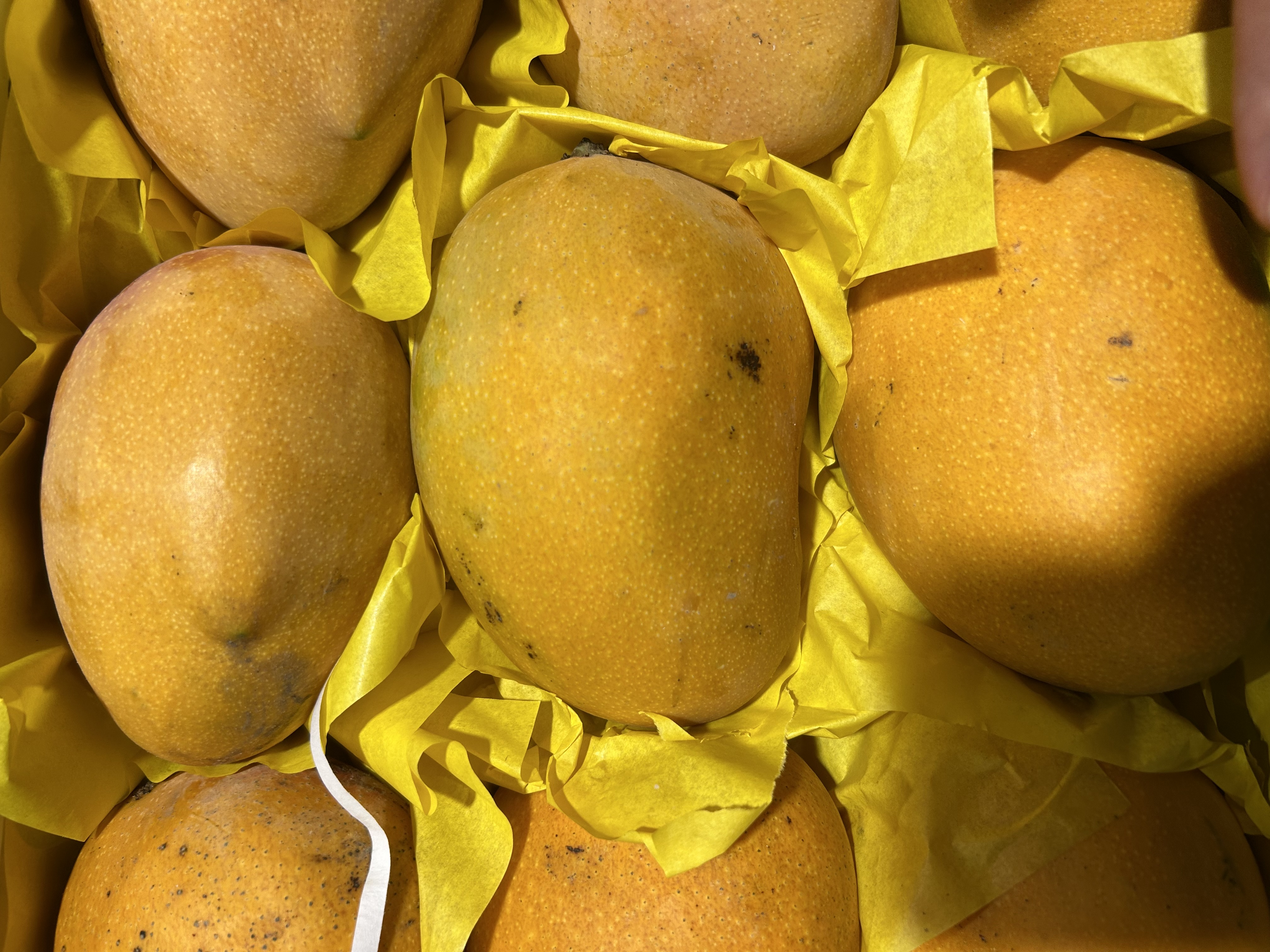 Fresh Mangoes