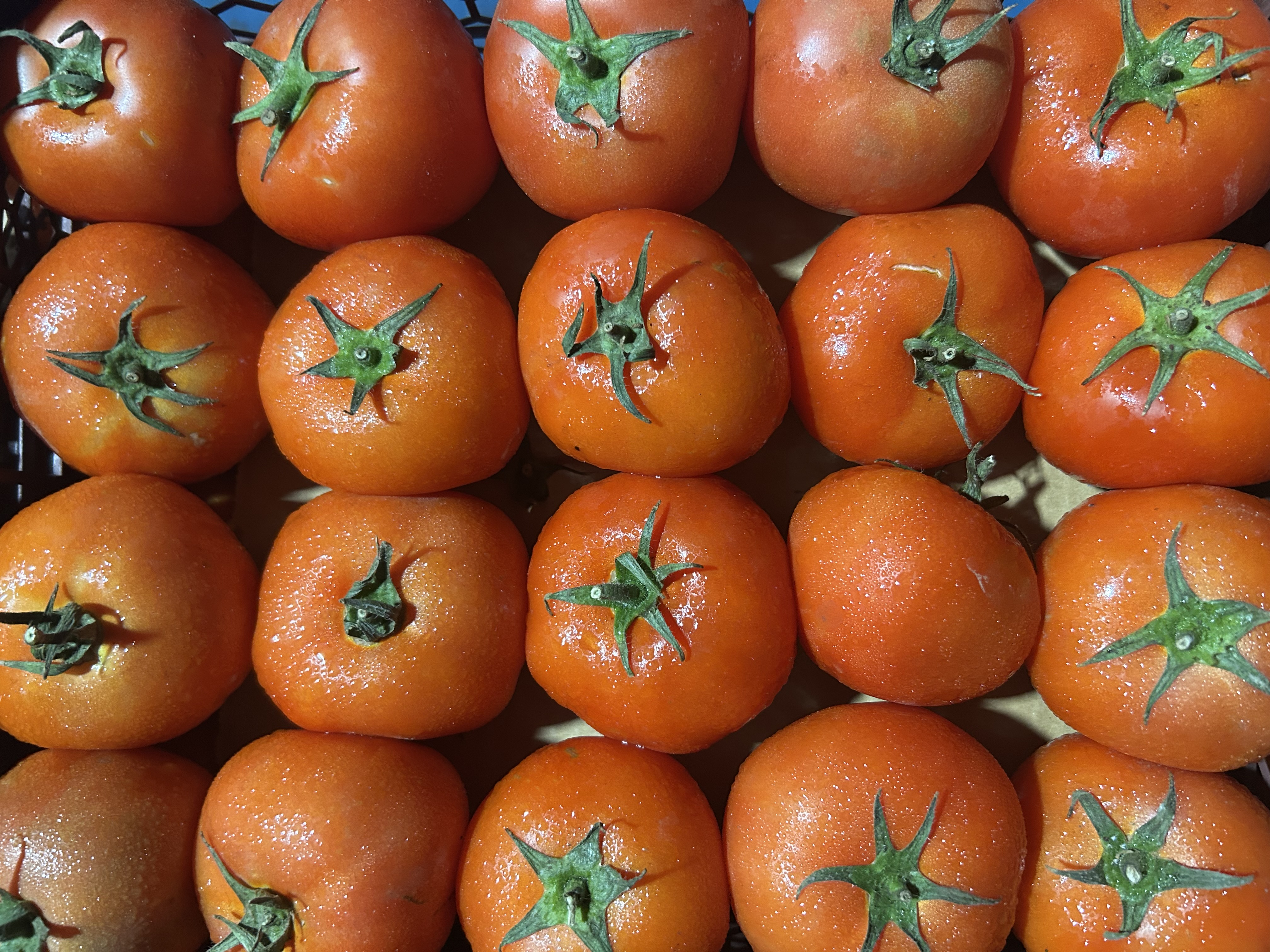 Fresh Tomatoes