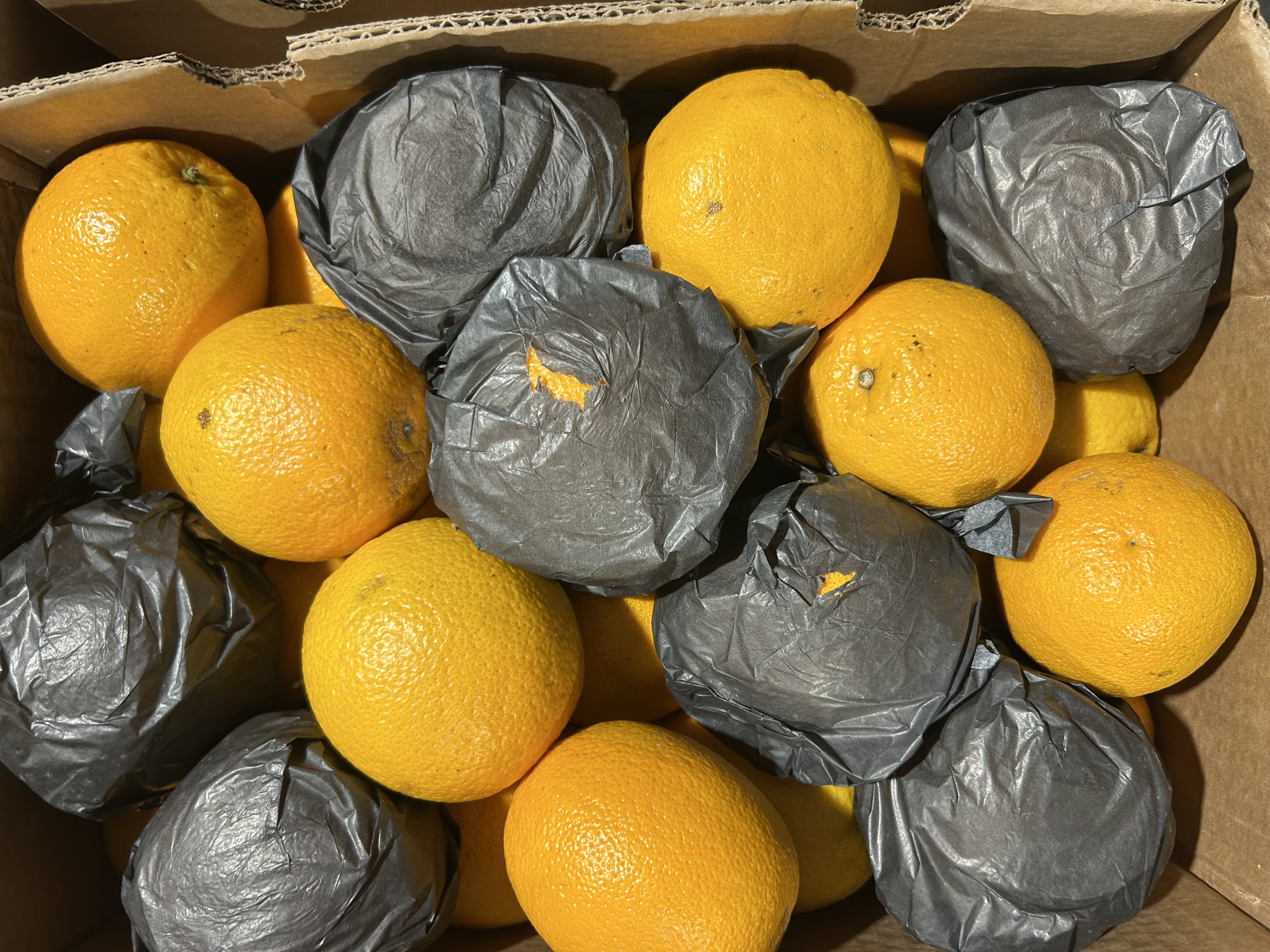 Fresh Oranges