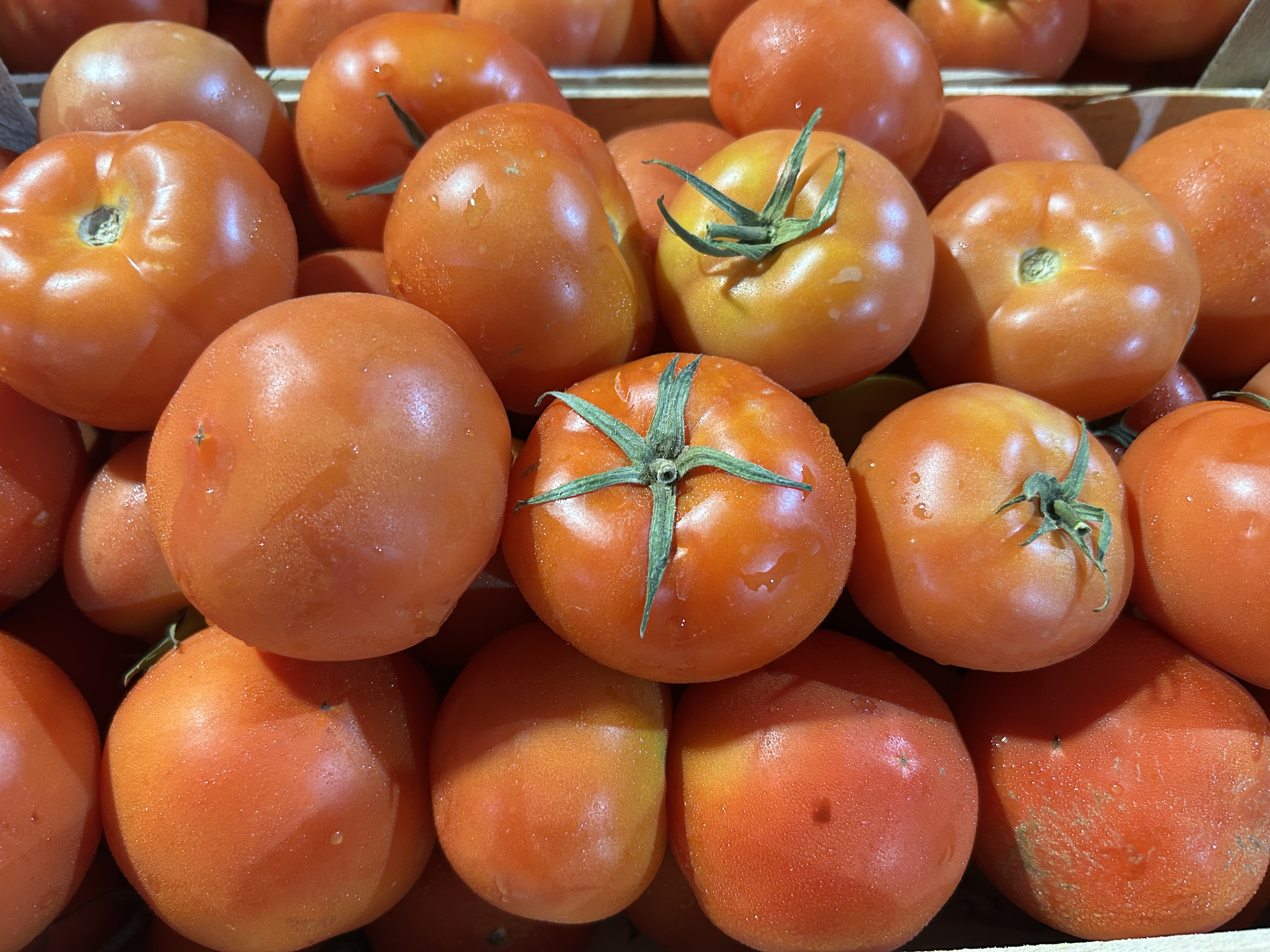 Fresh Tomatoes