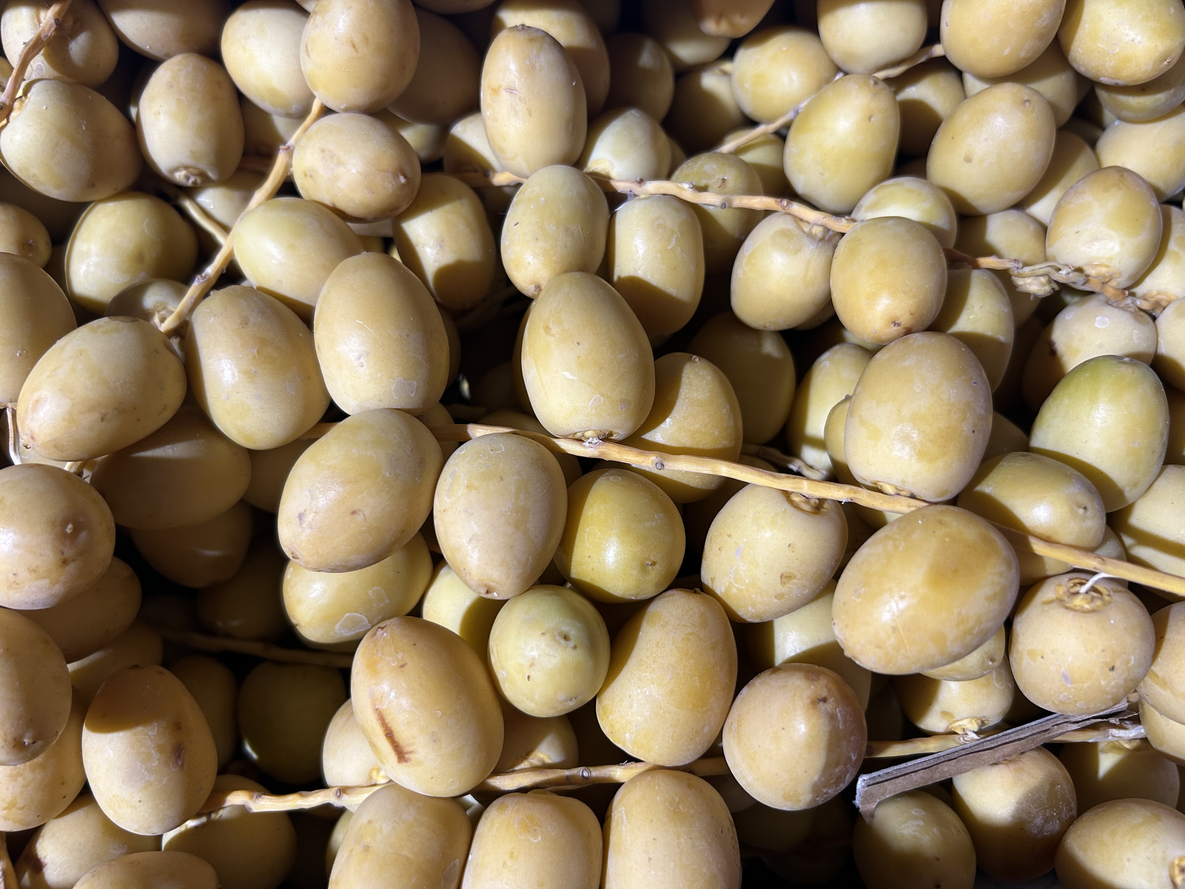 Fresh Raw Dates