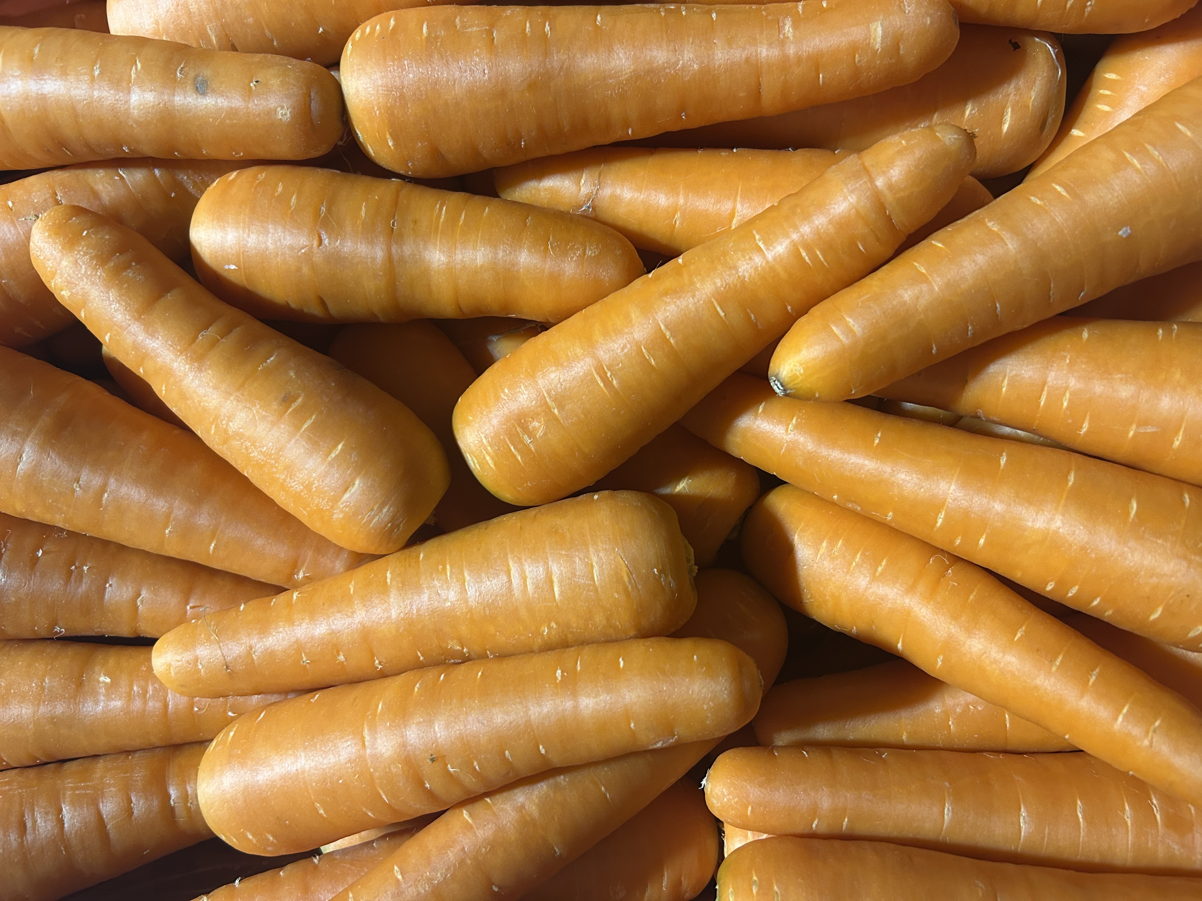 Fresh Carrots