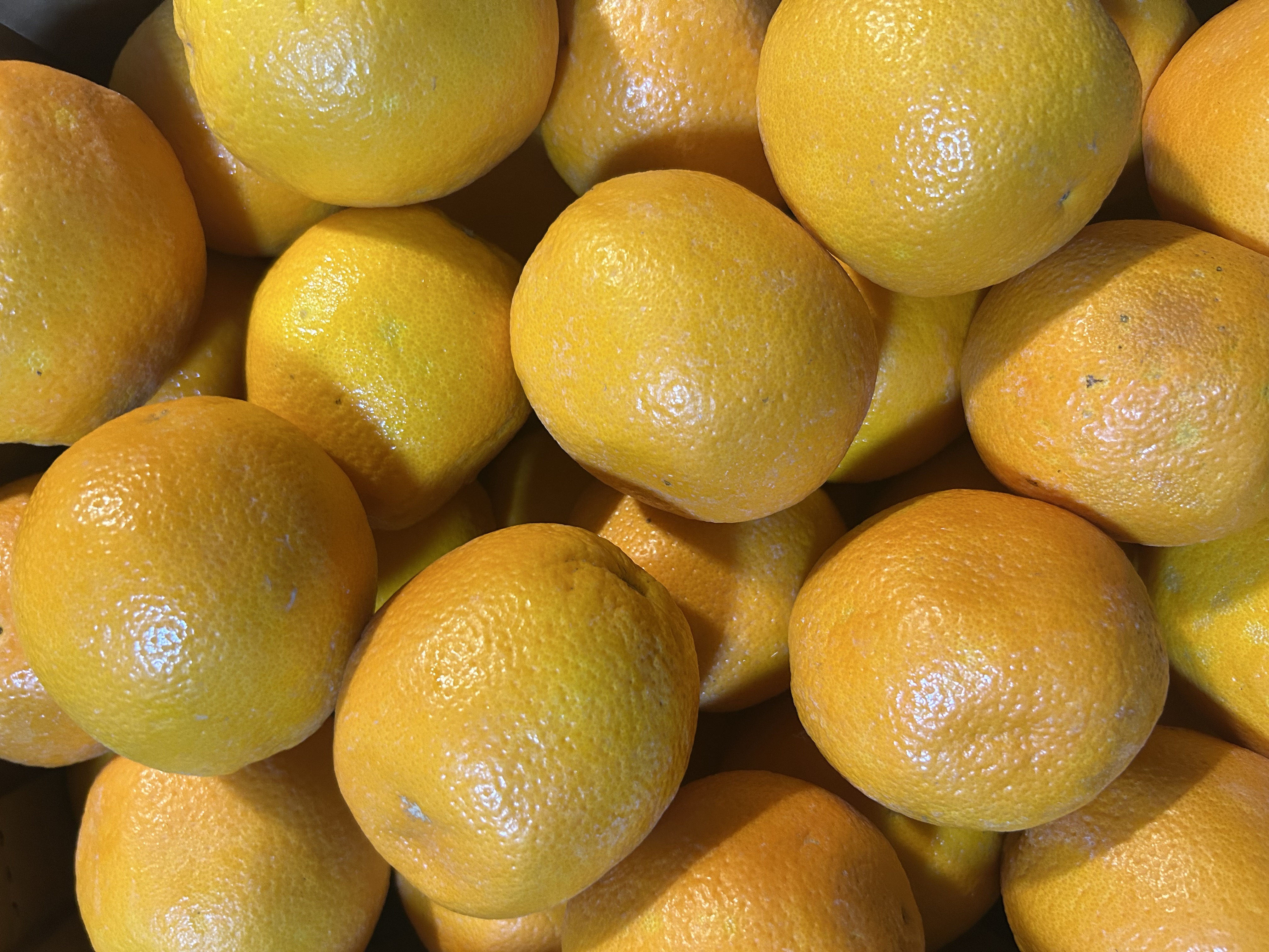 Fresh Oranges
