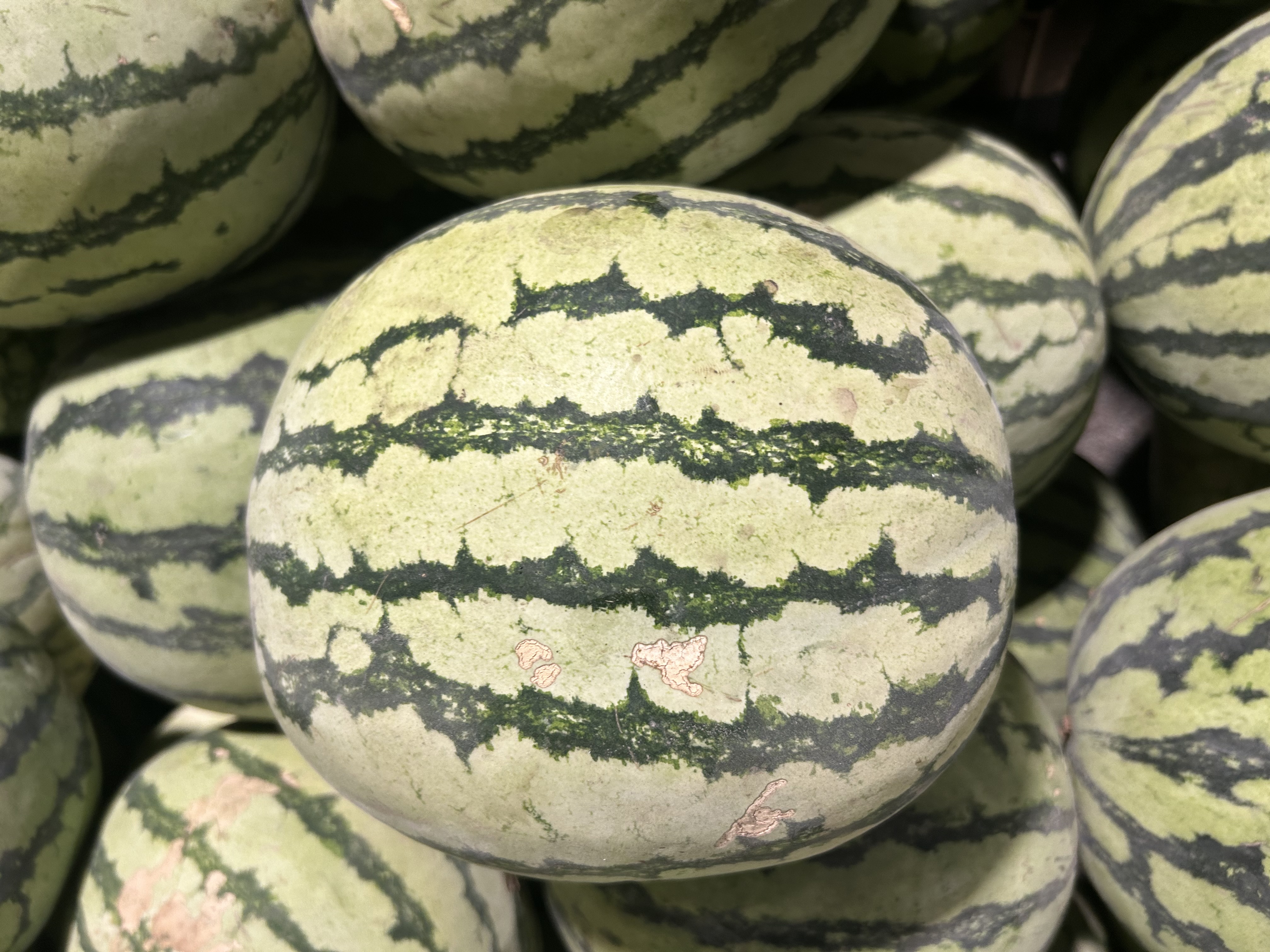 Fresh Watermelon