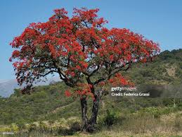 L’Erythrine Crête-De-Coq, Arbre-Coral