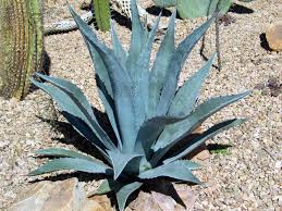 Agave Américain ou Pita