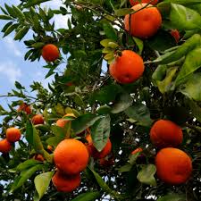 Mandarinier Nova