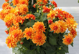 Dahlia Décoratif de Jardin