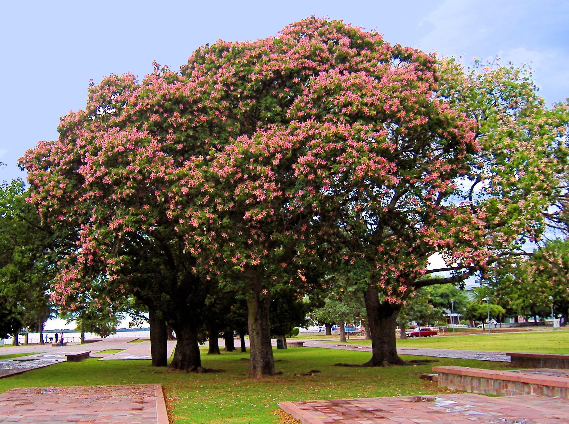 Chorisia, Kapokier Soyeux