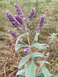 Menthe Sauvage, Na'naa Barri