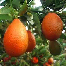 Orangequat