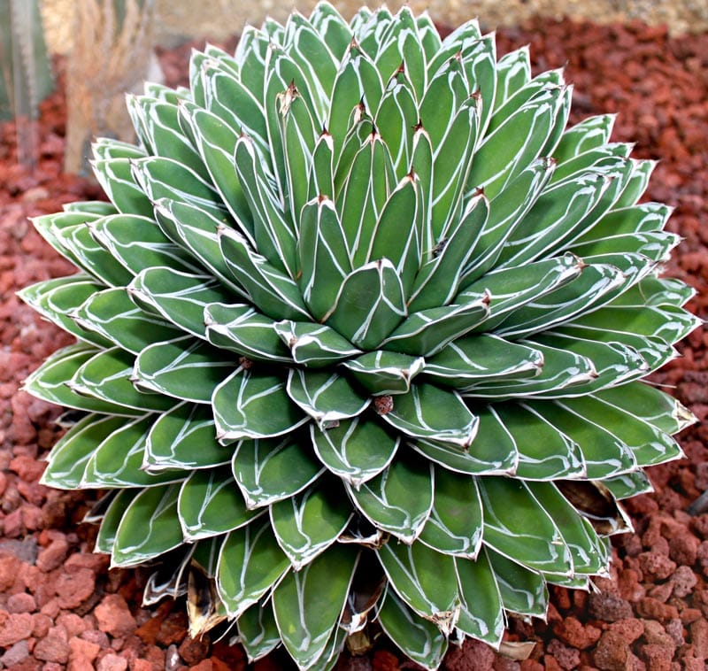 Agave de la Reine Victoria