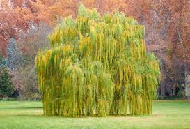Saule Pleureur